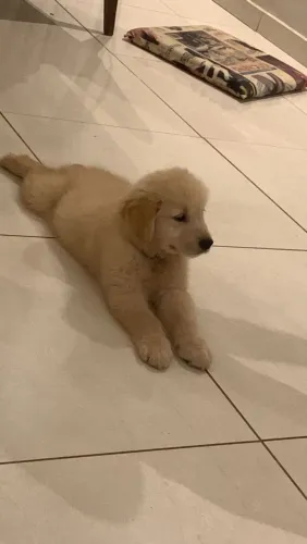 Golden Retriever puros de raça