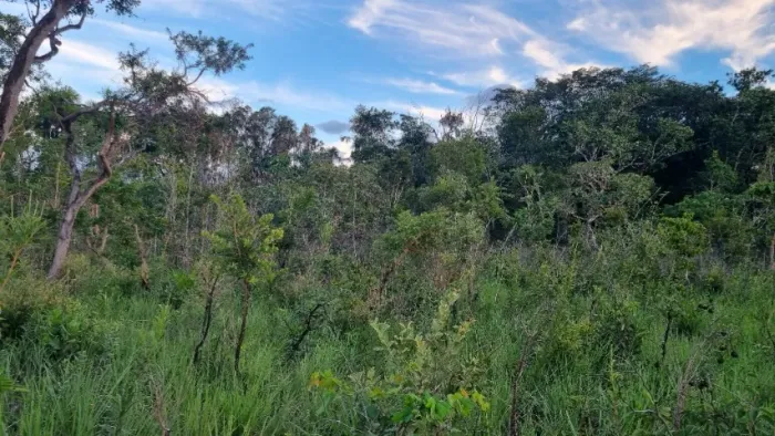 Terreno de 16 alqueires em Rio Sono Tocantins