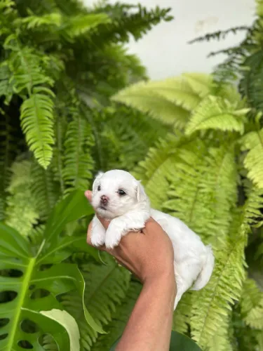 Lindos malteses