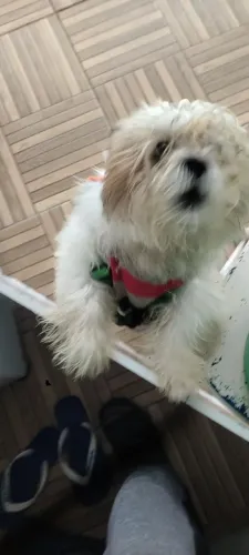 FILHOTE DE SHITZU MACHO 4 MESES 