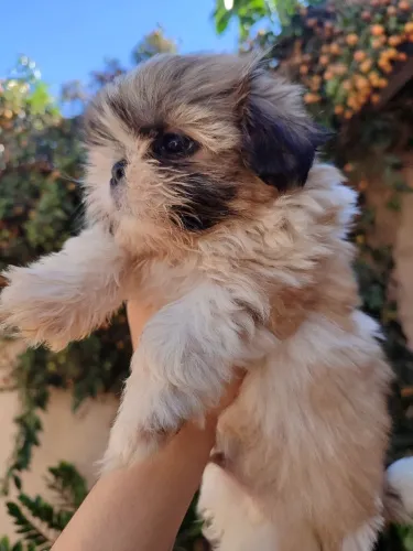 Lindo machinho Shitzu disponível