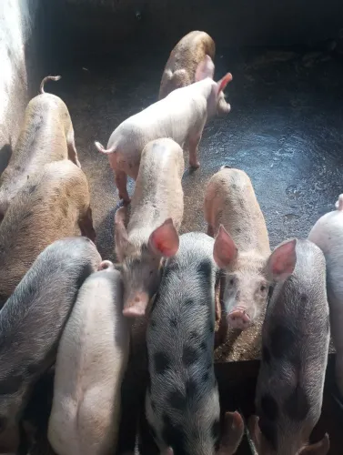 Vendo porcos com 3 meses de nascido dependenfo faço a entrega
