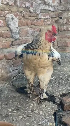 Galo brahma disponível