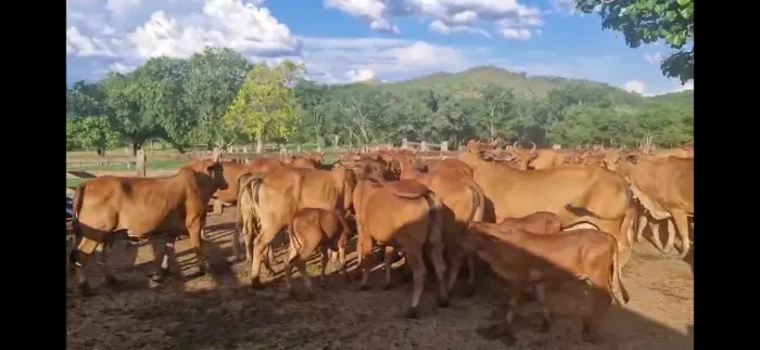 Vacas sindi P.O REGISTRADAS