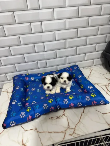 Shih Tzu Mini Machos