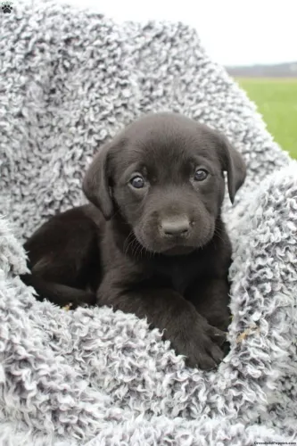Labrador Preto ? Disponível Hoje 