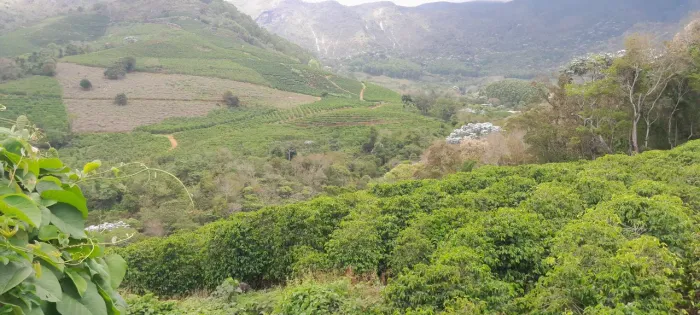 Faço limpeza de terreno