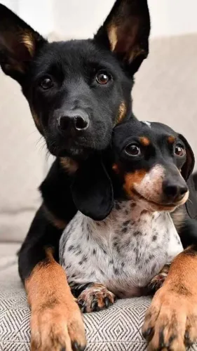 Obtenha o registro do seu cão