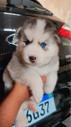 Husky Siberiano - Olhos Azuis ( macho e fêmea )