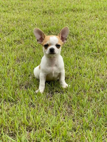 Chihuahua Miniatura pelo curto e pelo longo