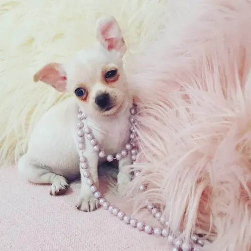 Filhotes de Chihuahua Minúsculos: Branco, Creme e Tricolor à Venda