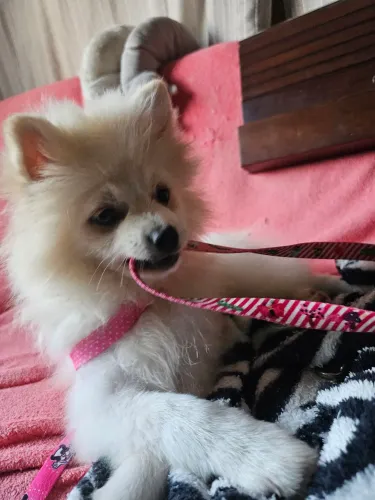 Vendo uma femea de lulu 