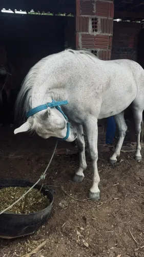 Égua quarto de milha 