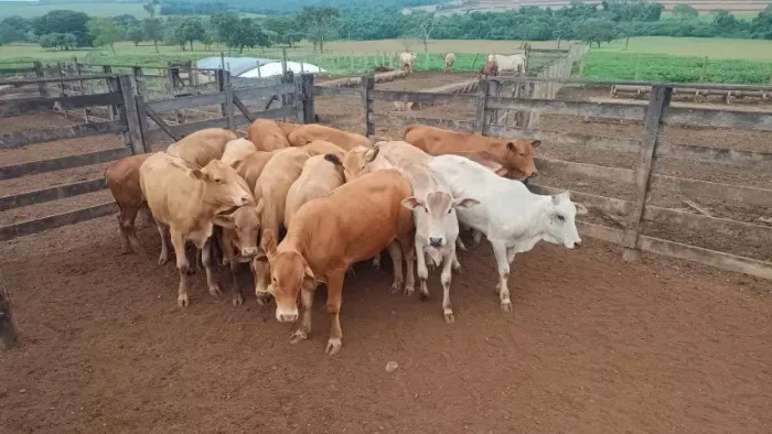 Vendo Bezerros e Bezerras Senepol