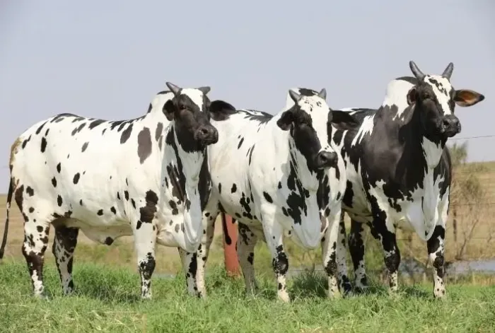 PRODUTOR RURALRURAL INVESTIMENTO 