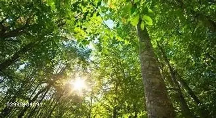 Fazenda para geração de crédito de Carbono, áreas 14.00ha. 30.000 e 65.000ha