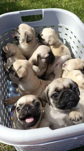 Filhotes de Pug, Quem resiste a esses olhinhos cheios de amor?