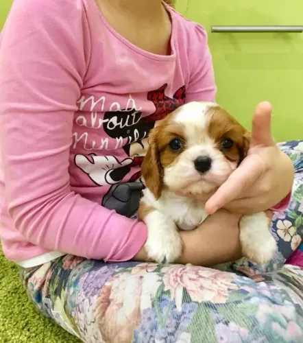 Cavalier king - Fêmea maravilhosa em loja - Filhote já vacinado (V10 importada)