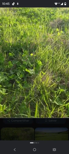 Alugo pasto nativo para gado