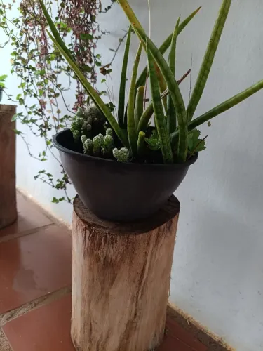 Plantas rústicas e naturais, e com ótimos troncos  de eucalipto, já completas.