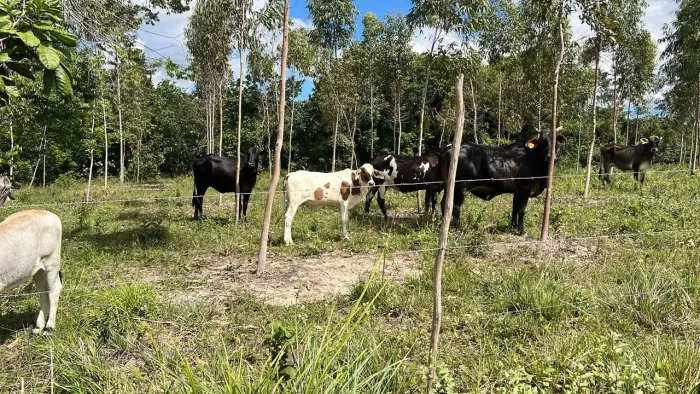 Vende terreno no povoado entrocamento em Salgado.