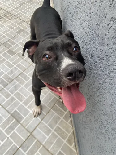 Doa-se Pitbull muito dócil