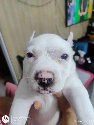 Vendo filhote de Pitbull com 2 meses de nascida .
