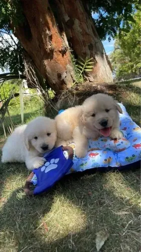 Golden Esse dog já tem espaço reservado no seu coração