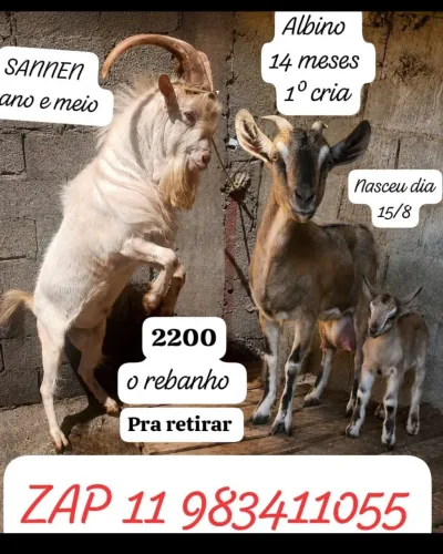 Vendo cabra bode e cabrito