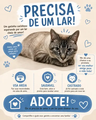 gatinho para adoção