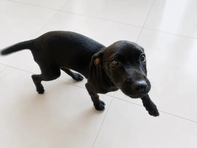 Doação de cachorrinha fêmea