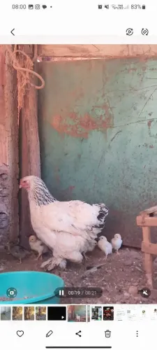 Pintinhos de GBS(GALO)×ÍNDIO GIGANTE(GALINHA) <br>Disponível para venda