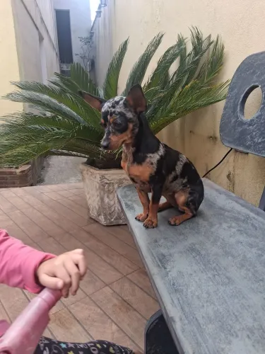 Procura um namorado seja pincher raça pura