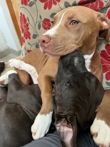Pitbull 