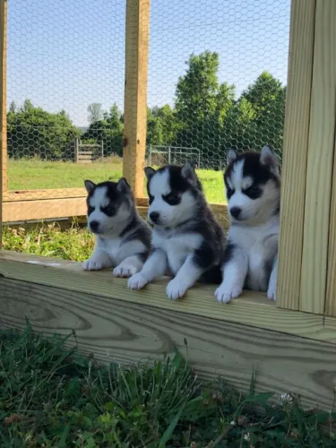 Husky siberiano lindos disponiveis