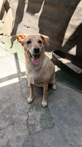 Doação de cachorro