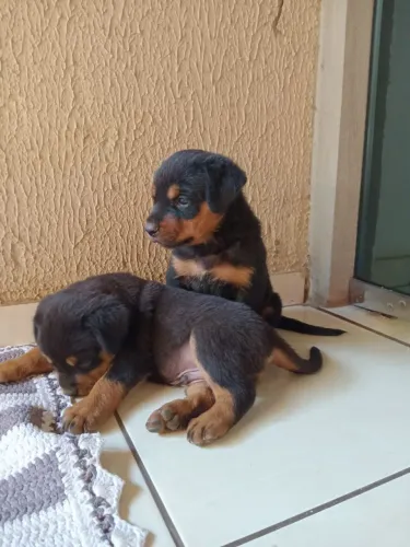 Filhote de rottweiler