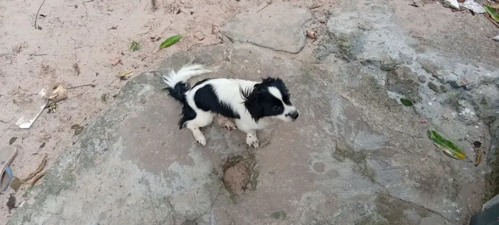 Venda Cachorro 