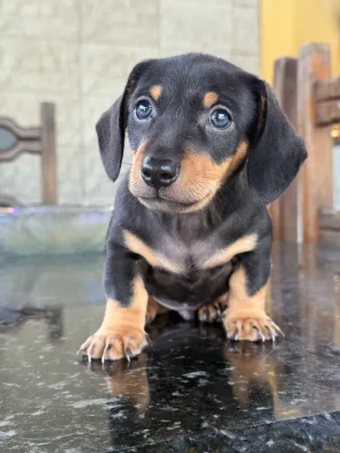 Salsichinha mini de olho azul
