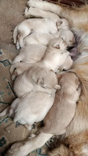 Lindas femias de golden