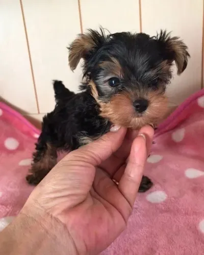 Yorkshire Terrier com Rabinho Gracinha