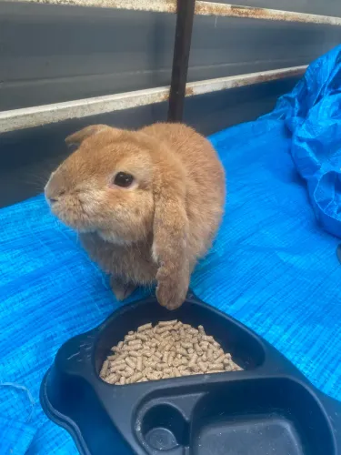 Coelho mini lop adulto