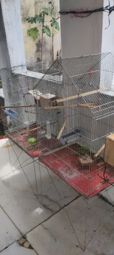 Gaiola para calopsita