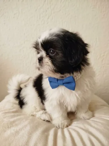 Maravilhoso filhote macho microo Shih Tzu