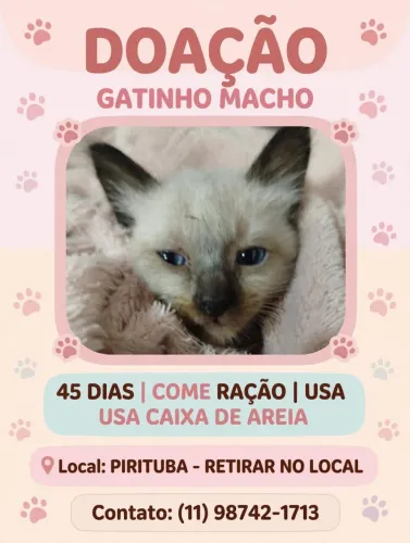 Doação de gato.macho filhote