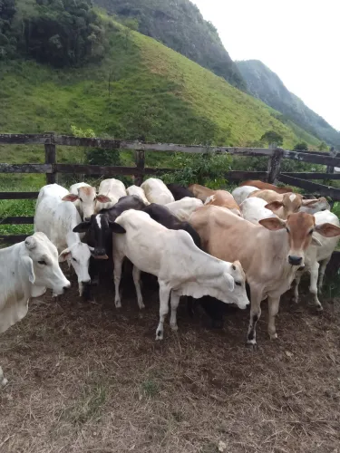 Vendo bezerros cruzados Nelore 
