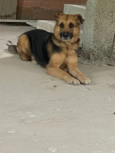 Doa-se cachorra porte grande