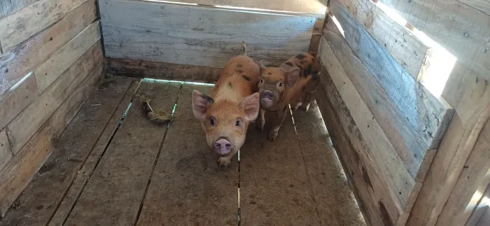 Mini pig
