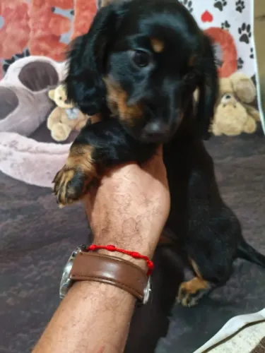 Lindo machinho Basset teckel pêlo longo disponível!