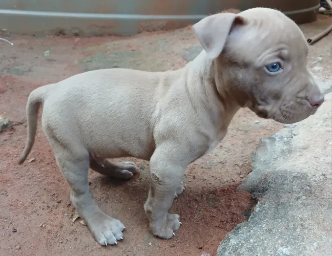 Filhote de pitbull 